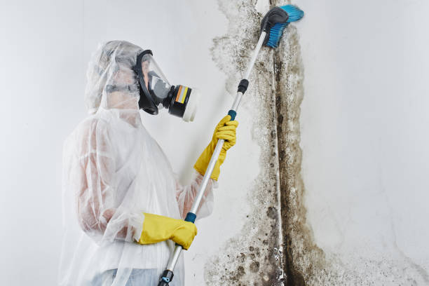 Best Kitchen Mold Remediation in Bryant, AR