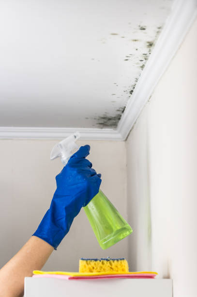 Best Localized Mold Remediation (e.g., coastal areas, humid climates) in Bryant, AR